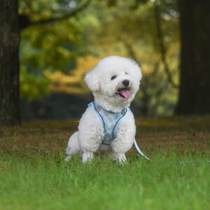 n[lX [h n[lX xXg^ [v \tgn[lX L Ȃ }WbNe[v h~ Lp т Up o ʉ@ ȒP  킢 