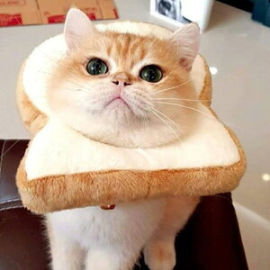 LpXq L Ԃ p g[Xgubh Lp p ybgpXq L蕨 ybgp LpXq 100{ lR RXv LbgEFAEȒP LRXvLbv ybg