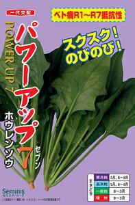 p[Abv7(͂̓zm)[q 1DLܓ]