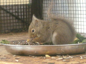 ǂԂ̐X@X@WI}iWI}Ō쐶̐ERNVP[X@180×180×186mm