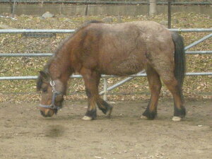 �ǂ��Ԃ̐X�@�E�}�^�n�@�W�I���}�����i���W�I���}�Ō���쐶�̐��E���R���N�V�����P�[�X�@180×180×186mm