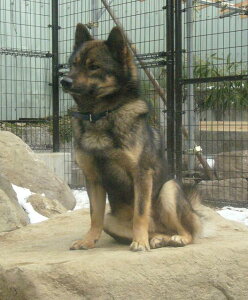 ǂԂ̐X@Ck^^hbN@WI}iĎ݂킪΂kBWI}Ō쐶̐ERNVP[X@180×180×186mm