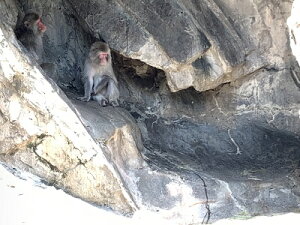 �ǂ��Ԃ̐X�@�T���^���@�W�I���}�����i���W�I���}�Ō���쐶�̐��E���R���N�V�����P�[�X�@180×180×186mm