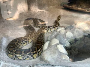 ǂԂ̐X@wr^ց@WI}iD݂̎ނ΂kBWI}Ō쐶̐ERNVP[X@180×180×186mm