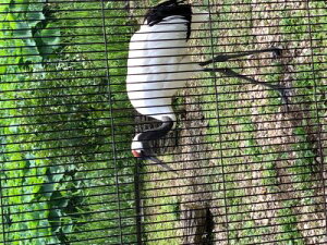 ǂԂ̐X@c^߁@WI}iD݂̎ނ΂kBWI}Ō쐶̐ERNVP[X@180×180×186mm