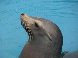 �ǂ��Ԃ̐X�@�A�V�J�^�A�U���V�^�I�b�g�Z�C�@�W�I���}�����i�����D�݂̎�ނ������k�����������W�I���}�Ō���쐶�̐��E���R���N�V�����P�[�X�@180×180×186mm