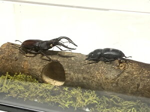 ̐X@W{WI}@mRMNK^V@W{^CvWI}Ō鍩̐ERNVP[X@167×84×100mm