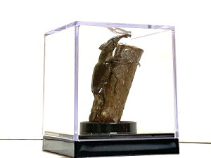 ̐X@W{WI}@~}NK^V@W{^CvWI}Ō鍩̐ERNVP[X@84×84×97mm