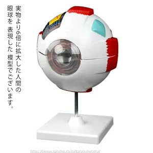 �y���Ԍ���10%OFF�N��|���z�y���������z���f�� �l�̖͌^�V���[�Y ���k�⊳�҂���ւ̐����p�� ��� �� �ዅ ��U�w �l�̖͌^ ���� �ዅ���f�� ���� ��� �ዅ �� �ڋ�