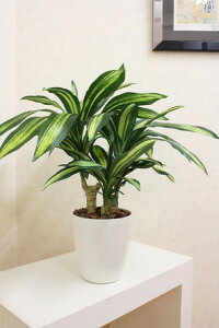 N[|zz/̊y G}HA[g[t K̖ 55×s55×60cm 肨sv tFCNt[ RۏL h zAfqh GKg  lHϗtA