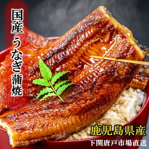 Y ȂĂ V EiM  Y  3,890~` unagi IׂTCY 160g 180g 200g Zbg 1 2 ^R Hו̐ 蕨 LO aj v[g j 