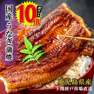＼ポイント10倍！スーパーセール期間中／ 父の日 国産 うなぎ蒲焼き 有頭 鰻 ウナギ 蒲焼 鹿児島産 送料…