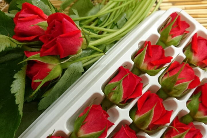 楽天市場 愛知県産 ベルローズ 食用バラ 1pk 京野菜 錦 川政