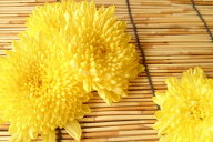 秋田県産他　食用菊（黄）約100g入り