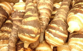 【ブランド京野菜】　京都府産　海老芋（4Lサイズ　1kg）