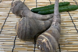 【旬のオススメ】大阪富田林産　海老芋（2Lサイズ　1kg）