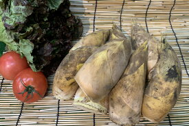 徳島県産他　早掘りたけのこ（L　2kg、8−10本入り）