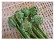 【新着】秋田県産他　こごみ（1pk・50g）