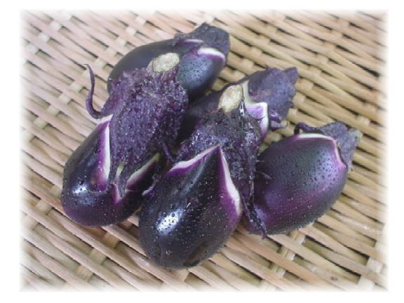 人気の製品 高知県産小茄子 毎日激安特売で 営業中です ５個