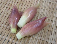 高知県産　花みょうが(花茗荷)1pk