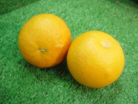 和歌山県産　だいだい(1kg入）搾り用