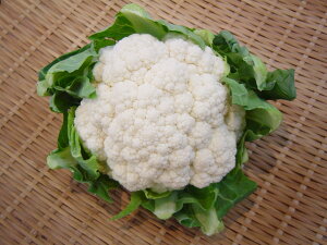 長野県産他 カリフラワー(1個)