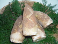 京都塚原・物集女産　特撰・朝掘り京竹の子（Sサイズ・1．5kg・4本入り・米ぬか・レシピリーフ付）