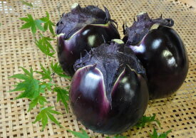 【旬のオススメ】京都上賀茂産　賀茂茄子（2Lサイズ、1個）