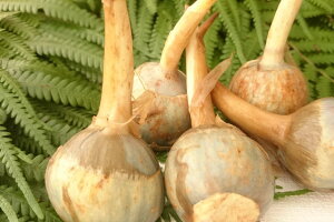 yVzLY@R̂킢@LTCY@i200gj