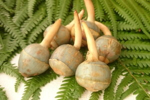 yVzLY@R̂킢@STCY@(400g)