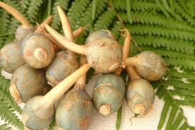 【旬のオススメ】広島県産　福山のくわい　Sサイズ　（1kg）