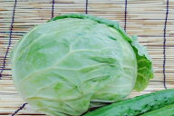 長野県産　キャベツ（L）【1個】