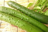 埼玉県産他　きゅうり（3本)