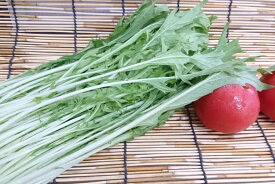 【ブランド京野菜】京都府産　みず菜