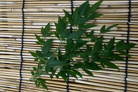 愛知県、徳島県産　南天の葉(緑)　1pk