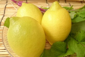 和歌山県産　国産レモン（1個）