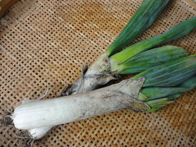 【旬のオススメ】群馬県産　下仁田葱(1本）3Lサイズ