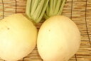 【ブランド京野菜】京都府産　聖護院だいこん（2Lサイズ　1個）