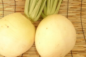 【ブランド京野菜】京都府産　聖護院だいこん（2Lサイズ　1個）