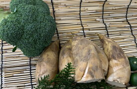 【新着】鹿児島産他　早掘りたけのこ（M　2kg、10−14本入り）