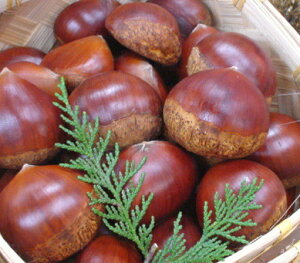 新着【ブランド京野菜】丹波栗(大サイズ 1kg入、40粒前後)