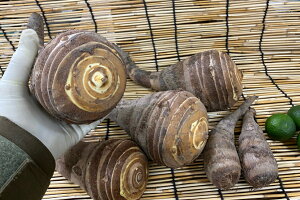 �y�{�̃I�X�X���z���x�c�юY�@�C�V���i3L�A4L�T�C�Y�@��2kg�O��j