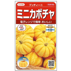 サカタ　002870　ミニ南瓜プッチィーニ　カボチャ　かぼちゃ　約7粒／袋　種子