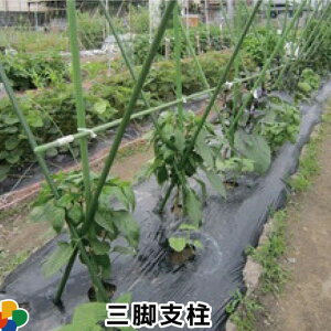 y5gzDAIM Orx 11mm×120cm ؉ | x