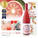 【送料無料】 名門サカイ ブラッドオレンジ梅酒 720ml×1本 ※北海道・九州・沖縄県は送料無料対象外 梅酒 [T.2664.SE]
