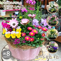 楽天市場】ビオラの苗セットの通販