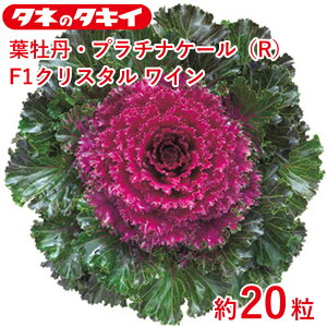 ^LC  tO v`iP[(R)F1NX^ C  20 Ԓd 牠 n{^ ͂ڂ q q ͔| ʔ