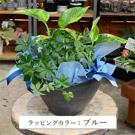 母の日 ギフト【送料無料】 当店おすすめの寄せカゴ 観葉植物 S サイズ 父の日 母の日 ギフト 敬老の日 プレゼント 贈り物 サマーギフト 季節の花苗 お誕生日 贈り物 ピック付 カラー選べる 植物おまかせ 寄せカゴ 誕生日 室内 インテリア 苗 ポット ラッピング 敬老の日