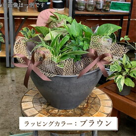 母の日 早割クーポンで3402円 ギフト【送料無料】 当店おすすめの寄せカゴ 観葉植物 M サイズ 父の日 母の日 ギフト 敬老の日 プレゼント 贈り物 サマーギフト 季節の花苗 お誕生日 贈り物 ピック付 カラー選べる 植物おまかせ 寄せカゴ 誕生日 インテリア 苗 ポット