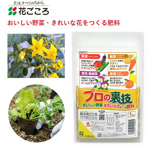 Ԃ v̗Z 1kg 엿 | K[fjO ʍ  t  h ʎ AS ȒP 1kg